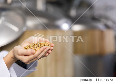 Handful of malted barley grain in hands of female brewmaster Handful of malted barley grain in hands of female brewmaster 114084578