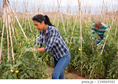 Woman gardener working on farm, checking tomato Woman gardener working on farm, checking tomato 114084582