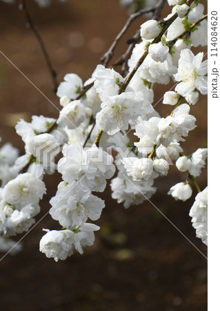 白いモモの花 白いモモの花 114084620