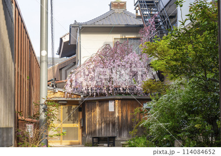 寶林山 大漸寺 雨情枝垂(うじょうしだれ) 寶林山 大漸寺 雨情枝垂(うじょうしだれ) 114084652
