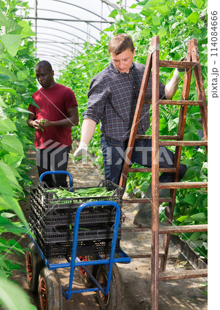 Two hired workers harvest green beans in greenhouse 114084666