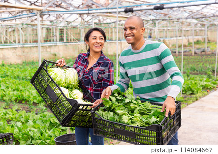 Portrait of two positive farmers with boxes of ripe lettuce in hands Portrait of two positive farmers with boxes of ripe lettuce in hands 114084667