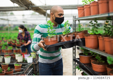 Experienced Latin American farmer in a greenhouse wearing a mask during a pandemic, checks young sprouts in pots. 114084725