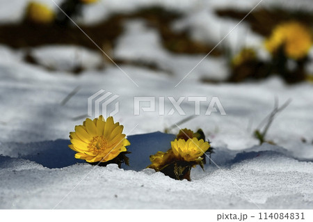 梅園の林下で雪の間に咲く福寿草の花 114084831
