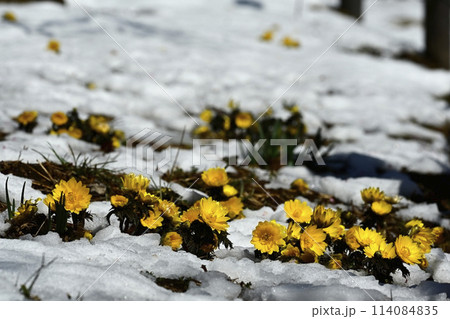 梅園の林下で雪の間に咲く福寿草の花 114084835