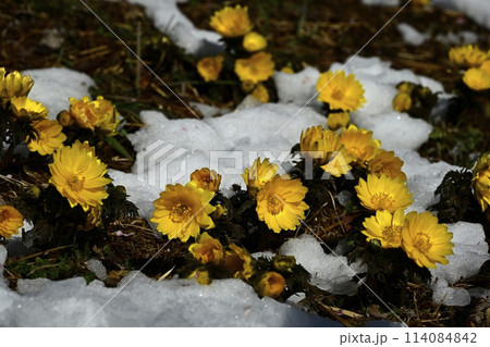 梅園の林下で雪の間に咲く福寿草の花 梅園の林下で雪の間に咲く福寿草の花 114084842