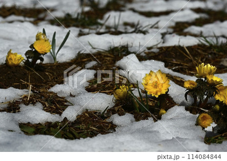 梅園の林下で雪の間に咲く福寿草の花 114084844