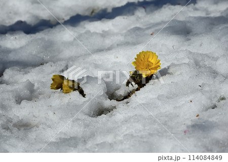 梅園の林下で雪の間に咲く福寿草の花 梅園の林下で雪の間に咲く福寿草の花 114084849