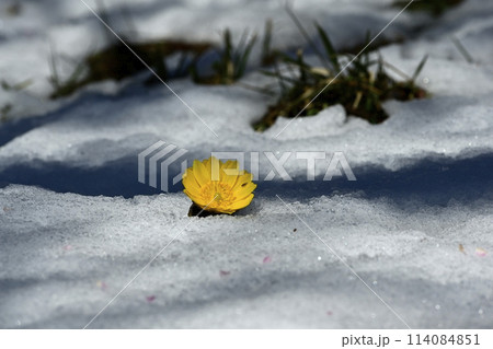 梅園の林下で雪の間に咲く福寿草の花 114084851