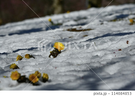 梅園の林下で雪の間に咲く福寿草の花 梅園の林下で雪の間に咲く福寿草の花 114084853