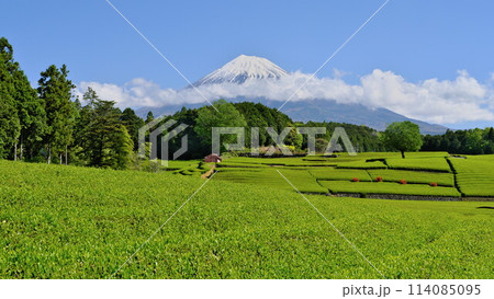 春 大淵笹場を彩る新緑の茶畑 青空とたなびく雲に富士山美しい 114085095