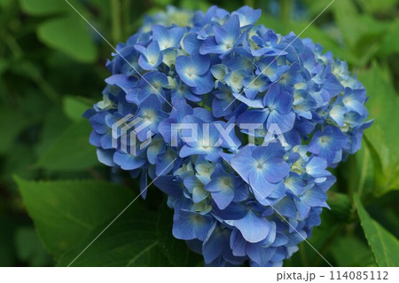 紫陽花（あじさい） 114085112