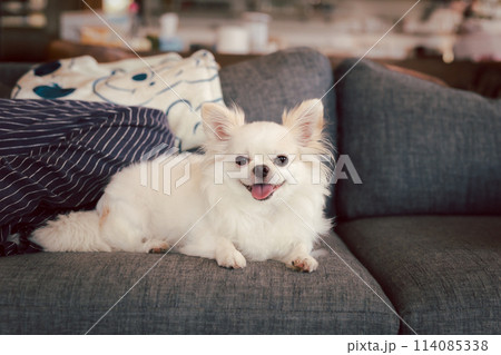 White chihuahua dog happy smile sitting on sofa in the house. 114085338