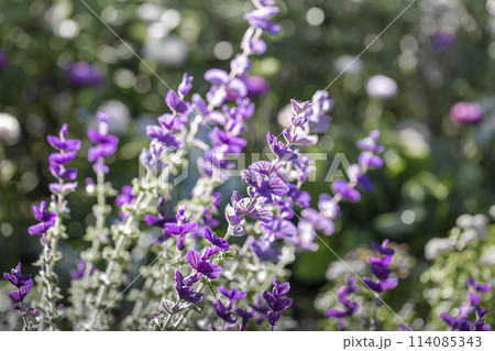 Unusual purple tall flowers petals along stem on blurred greenery background with sun glare. 114085343