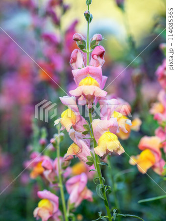 Closeup of pink snapdragon flower with yellow center, part of the Plantain family, on flower bed. 114085365
