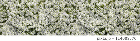 White small Alyssum flowers cover ground as solid carpet. Floral banner. White small Alyssum flowers cover ground as solid carpet. Floral banner. 114085370