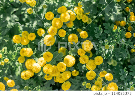 Vibrant sunlit yellow marigolds flowers with green leaves. Top view. Selective focus. 114085373