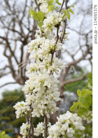 白花蘇芳 白花蘇芳 114085376