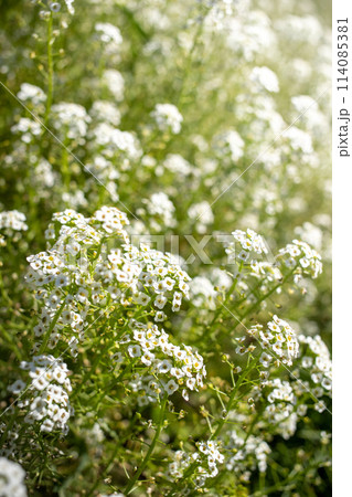White flowers blooming amidst green grass as ground cover. Selective focus. Blurred backdrop. White flowers blooming amidst green grass as ground cover. Selective focus. Blurred backdrop. 114085381