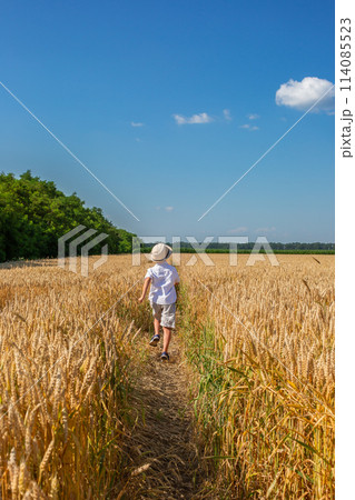 Happy boy with arms outstretched in wheat field on sunny day. Childhood, freedom, summer concept Happy boy with arms outstretched in wheat field on sunny day. Childhood, freedom, summer concept 114085523