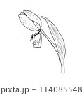 Tulip flower vector illustration tag heart. Curved leaf bulb head. Label paper hanging. Black outline graphic drawing. Line contour silhouette outline. Natural spring holiday garden. Pink white bloom  114085548