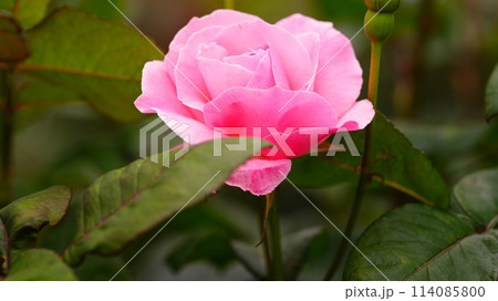 咲き始めたピンクのバラ 114085800