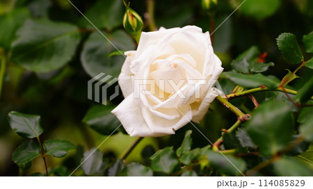 白いバラは新雪 114085829