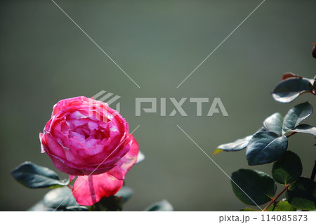 荒尾市　おもやい市民花壇　バラの花、 114085873