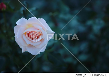 荒尾市　おもやい市民花壇　バラの花、 114085874