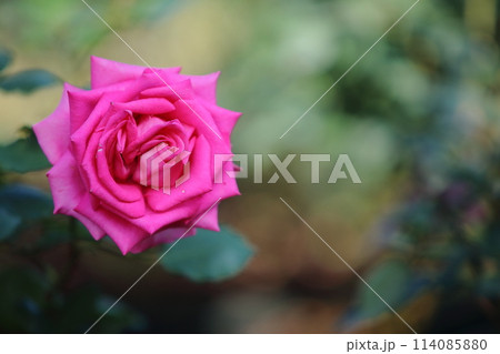 荒尾市 おもやい市民花壇 バラの花、 荒尾市 おもやい市民花壇 バラの花、 114085880