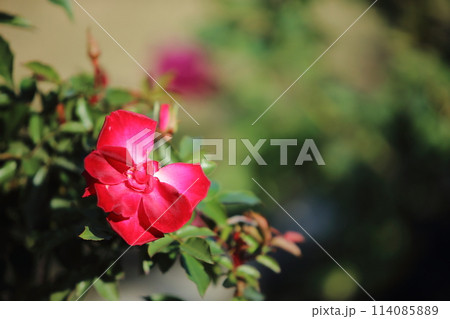 荒尾市　おもやい市民花壇　バラの花、 114085889