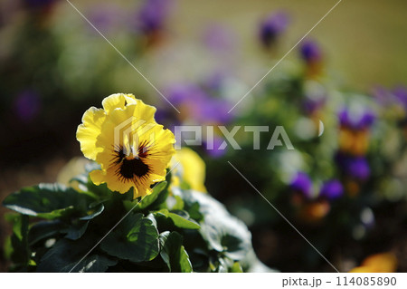 荒尾市　おもやい市民花壇　パンジー、 114085890