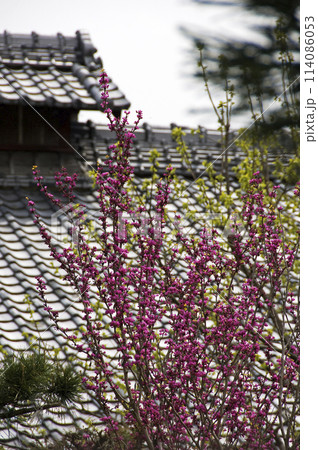 屋根瓦と紫の花 114086053