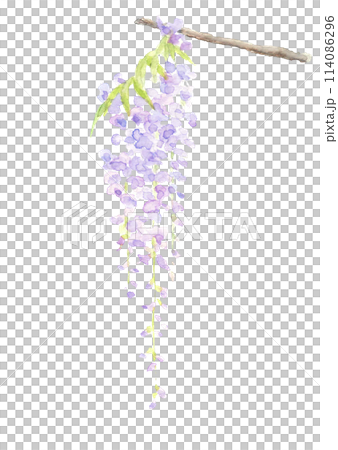 水彩畫生動的紫藤花單枝插圖[手繪]山紫藤白色背景透明背景與複製空間 114086296