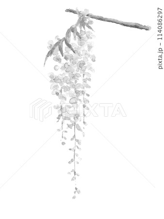 水彩で描いた鮮やかな一枝の藤の花のイラスト 【手描き】山藤 白バック 透過背景コピースペースあり 水彩で描いた鮮やかな一枝の藤の花のイラスト 【手描き】山藤 白バック 透過背景コピースペースあり 114086297