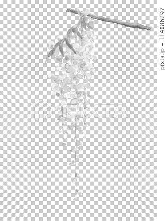 水彩で描いた鮮やかな一枝の藤の花のイラスト 【手描き】山藤 白バック 透過背景コピースペースあり 水彩で描いた鮮やかな一枝の藤の花のイラスト 【手描き】山藤 白バック 透過背景コピースペースあり 114086297
