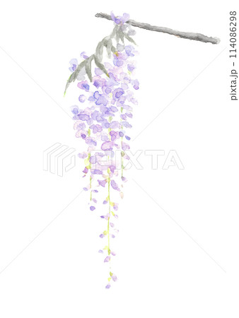 水彩で描いた鮮やかな一枝の藤の花のイラスト【手描き】山藤 白バック 透過背景コピースペースあり 114086298