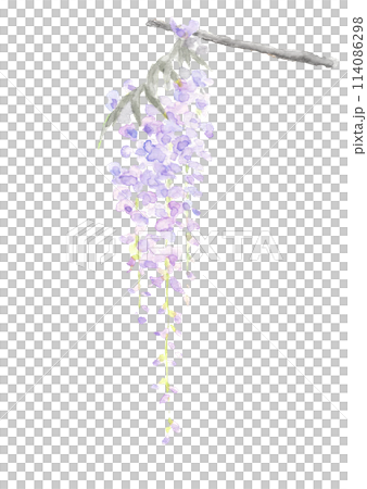 水彩で描いた鮮やかな一枝の藤の花のイラスト【手描き】山藤 白バック 透過背景コピースペースあり 114086298