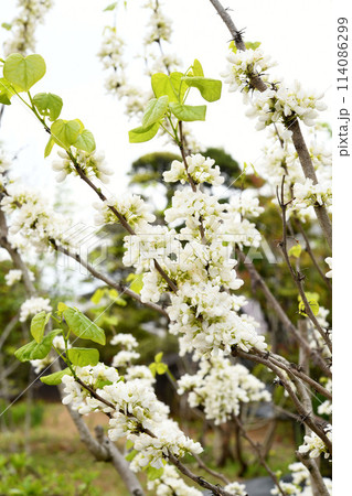 白花蘇芳 白花蘇芳 114086299