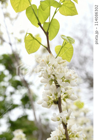 白花蘇芳 114086302