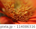 花接写　ガーベラ 114086316