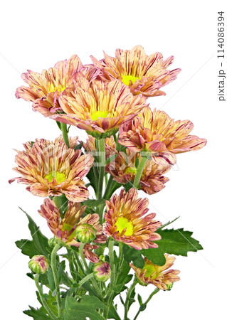 【菊 SPマム オレンジ】 (深度合成) 114086394