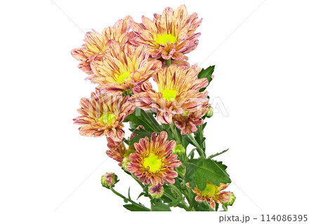 【菊 SPマム オレンジ】 (深度合成) 114086395