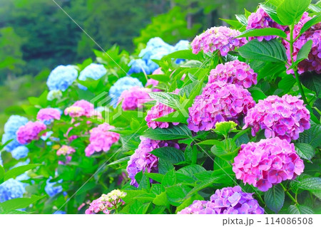 鮮やかなピンクと青の紫陽花の群生 114086508
