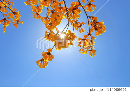 イペの黄色い花 青空 太陽 イペの黄色い花 青空 太陽 114086691