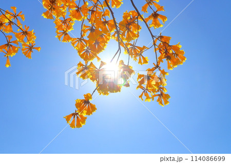 イペの黄色い花　青空　太陽 114086699