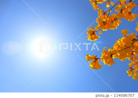 イペの黄色い花 青空 太陽 イペの黄色い花 青空 太陽 114086707