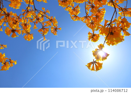 イペの黄色い花 青空 太陽 イペの黄色い花 青空 太陽 114086712