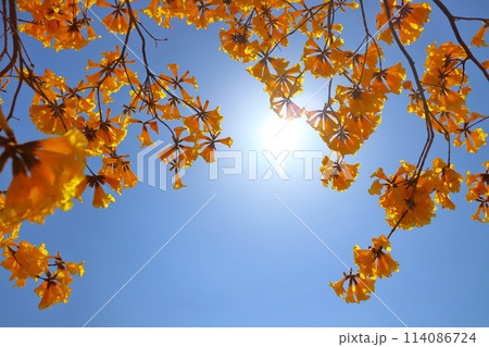 イペの黄色い花　青空　太陽 114086724
