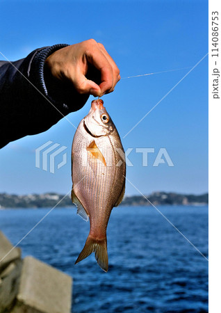 防波堤釣りでウミタナゴが釣れた 防波堤釣りでウミタナゴが釣れた 114086753